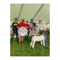 Molly's Stock Show Star Contest